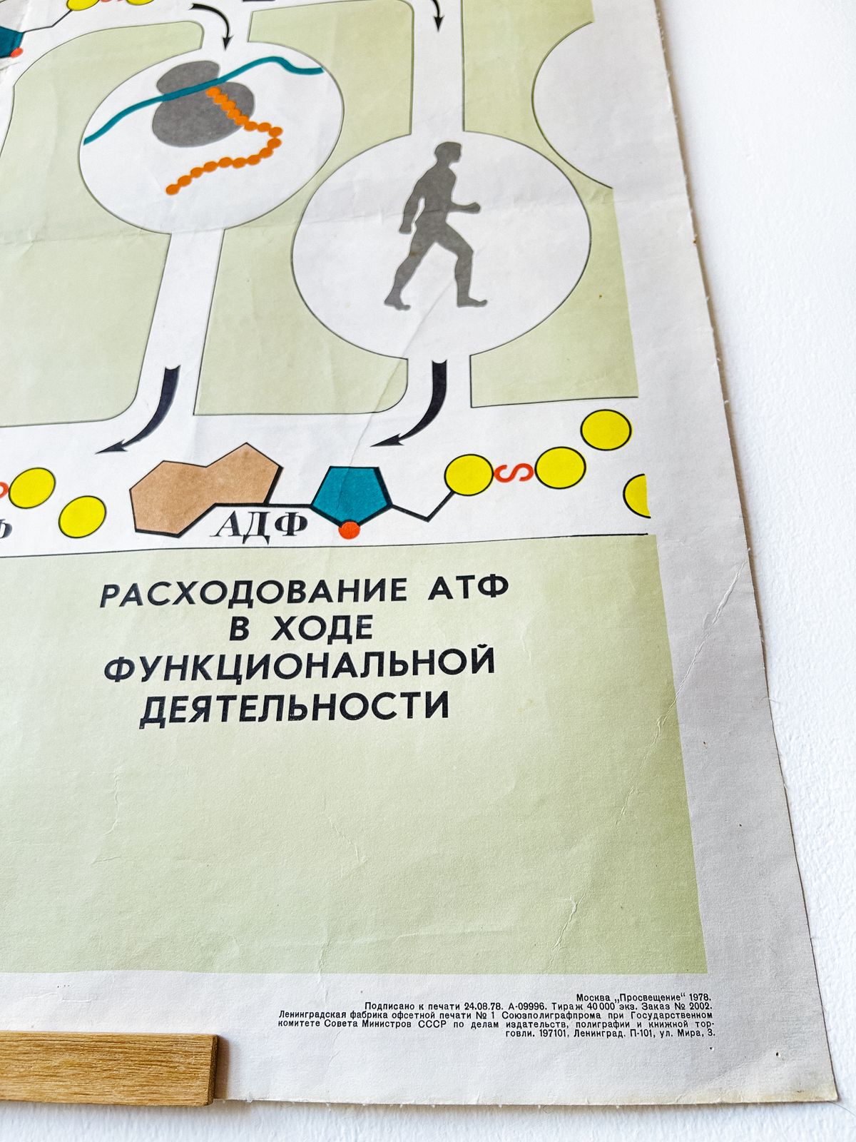photo furniture 1978 Original Soviet Vintage Biology School Chart "Carbohydrate Metabolism" Paper On Linen, Ussr Mid Century Educational Poster