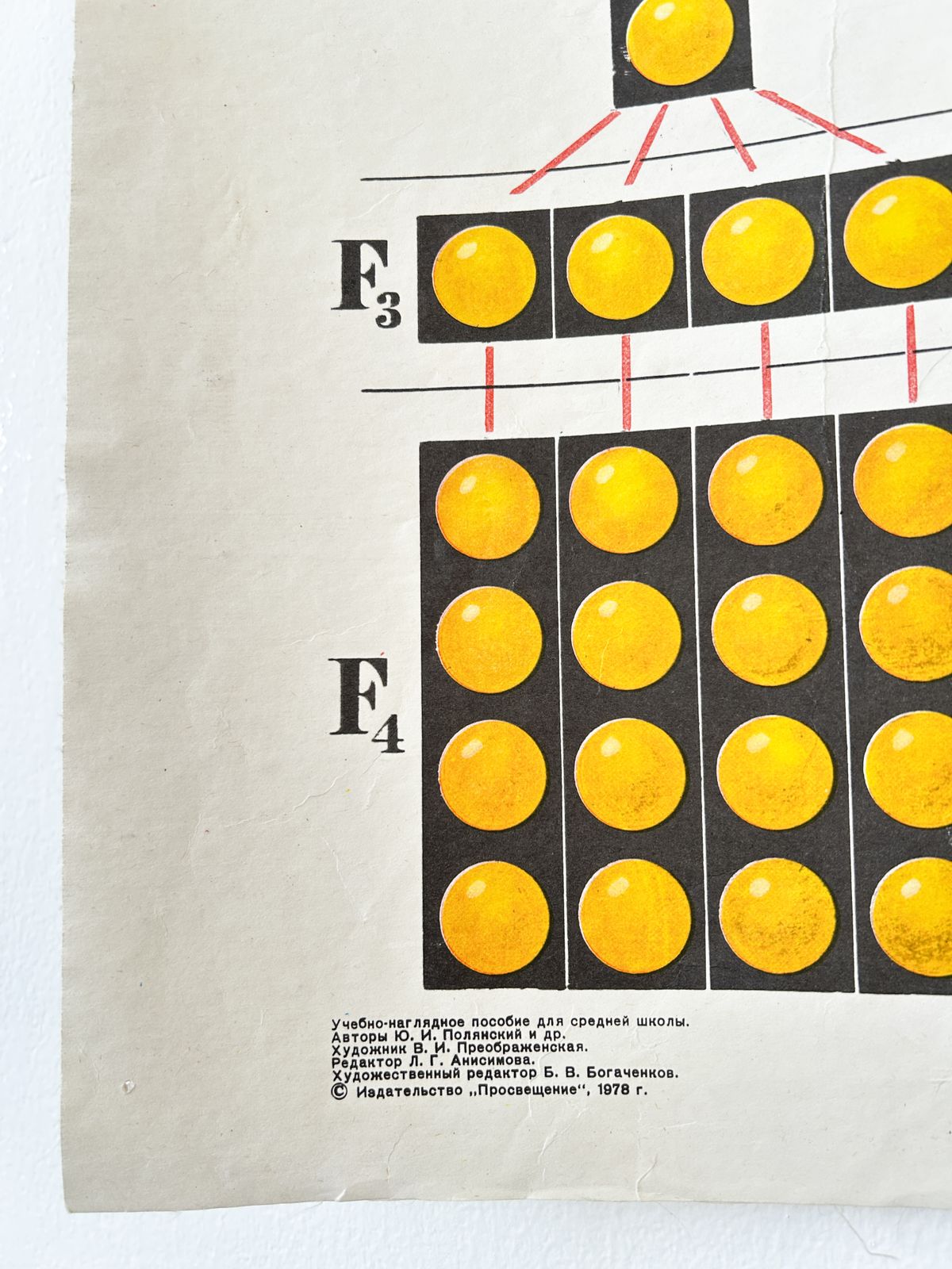 1978 Original Soviet Vintage Biology School Chart "Monohybrid Cross In Pea Plants" Paper On Linen, Ussr Educational Diagram photo for sale