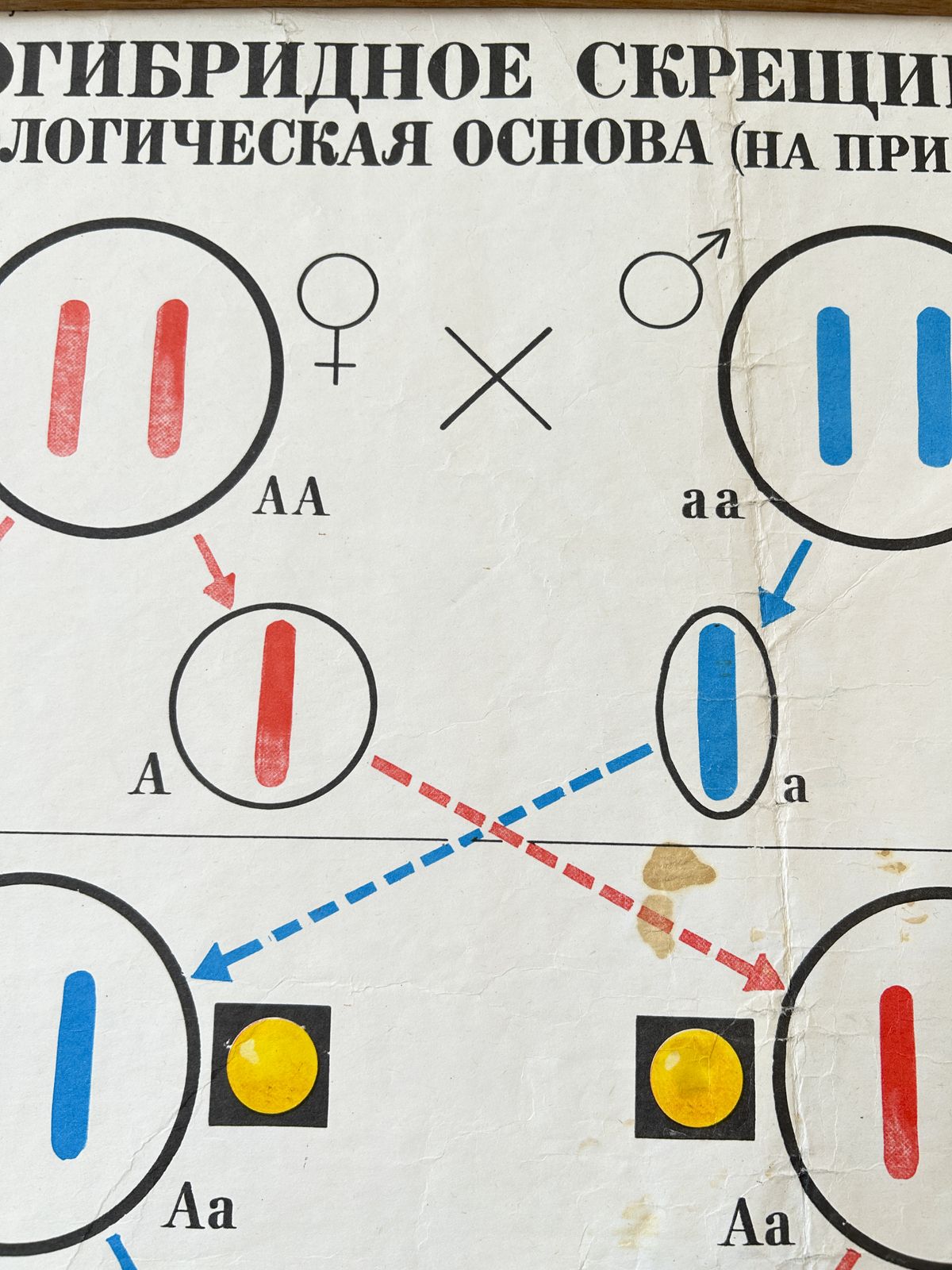 1978 Original Soviet Vintage Biology School Chart "Monohybrid Cross In Pea Plants" Paper On Linen, Ussr Educational Diagram photo 50.0