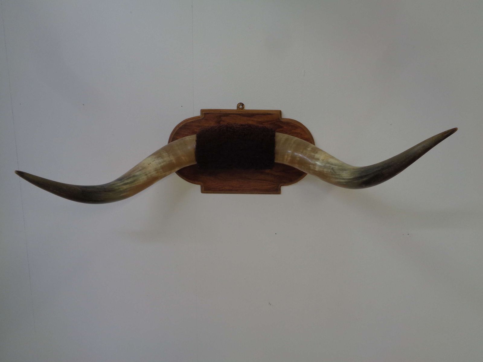 Mounted Taxidermy Cattle Horns photo furniture