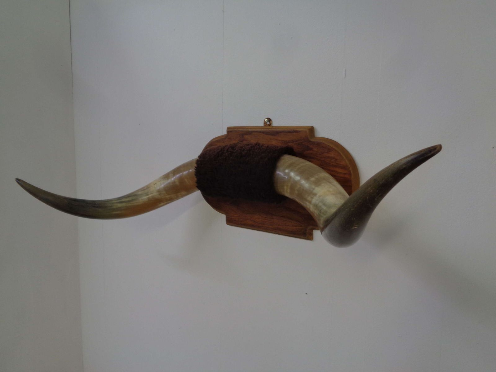 Mounted Taxidermy Cattle Horns photo for sale
