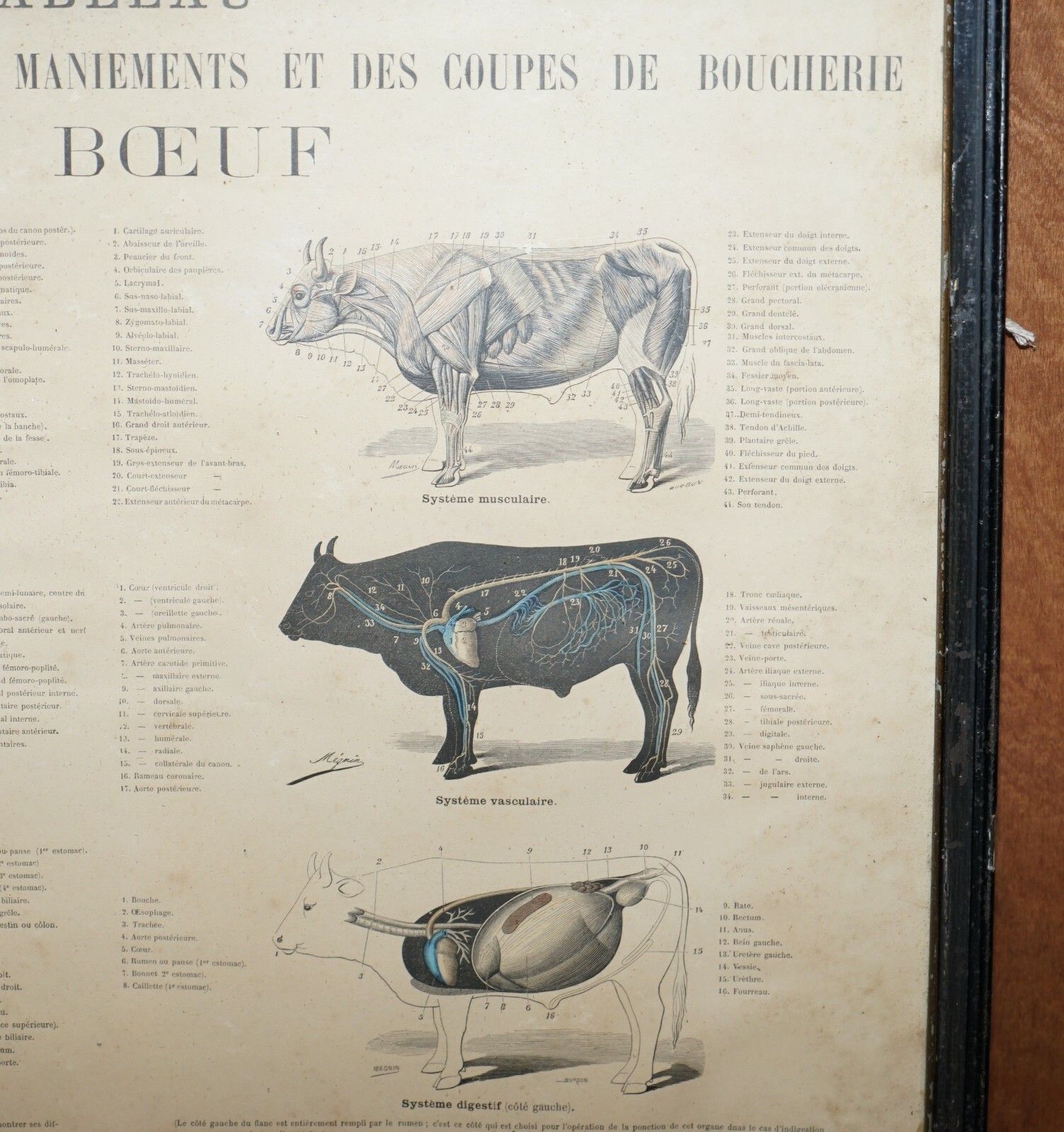 Antique French Print Of Basic Anatomy Of Handling And Butcher Cuts Of Beef photo Art