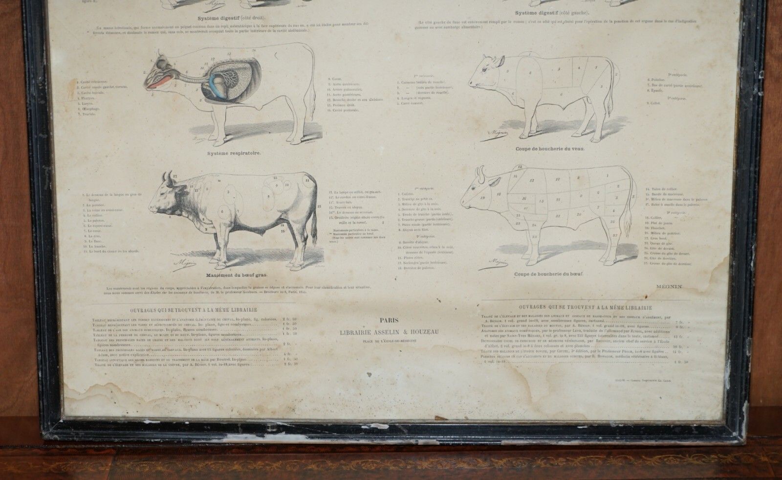 Antique French Print Of Basic Anatomy Of Handling And Butcher Cuts Of Beef photo buy