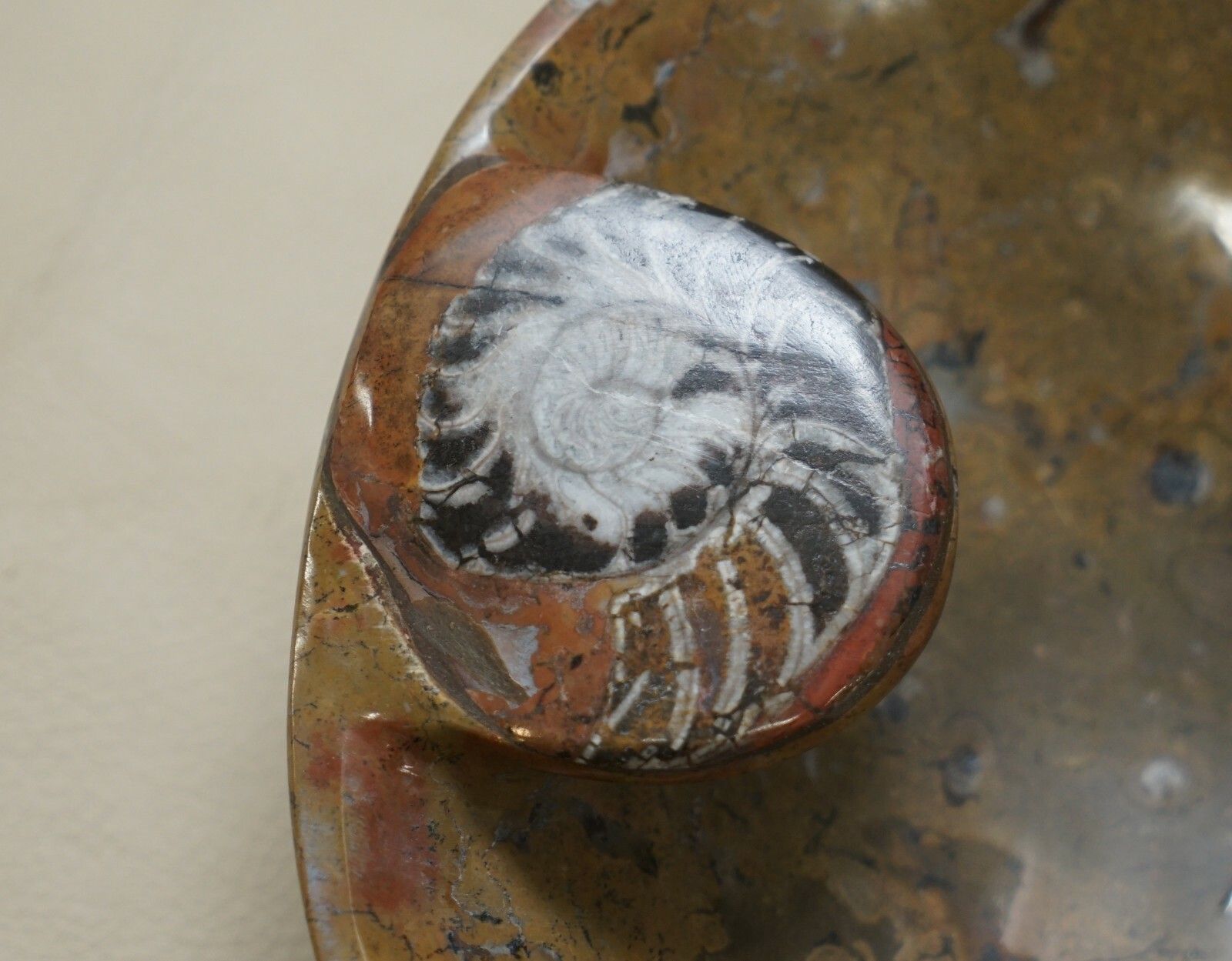 1 Of 4 Sublime Moroccan Ammonite Atlas Mountains Fossil Bowls Marble Finish photo Home Decor