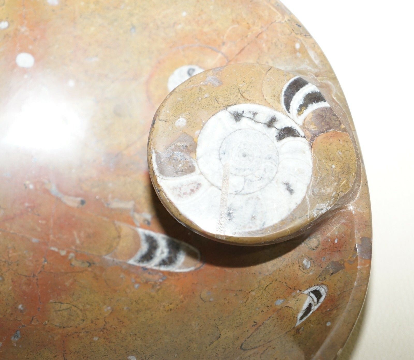 1 Of 4 Lovely Moroccan Ammonite Atlas Mountains Fossil Bowls Marble Finish photo vinterior