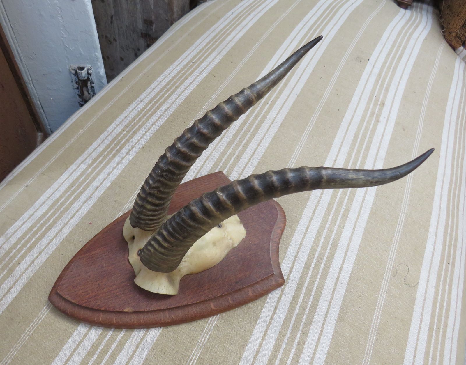 Decorative Taxidermy Mounted Antelope Antlers photo 95.0