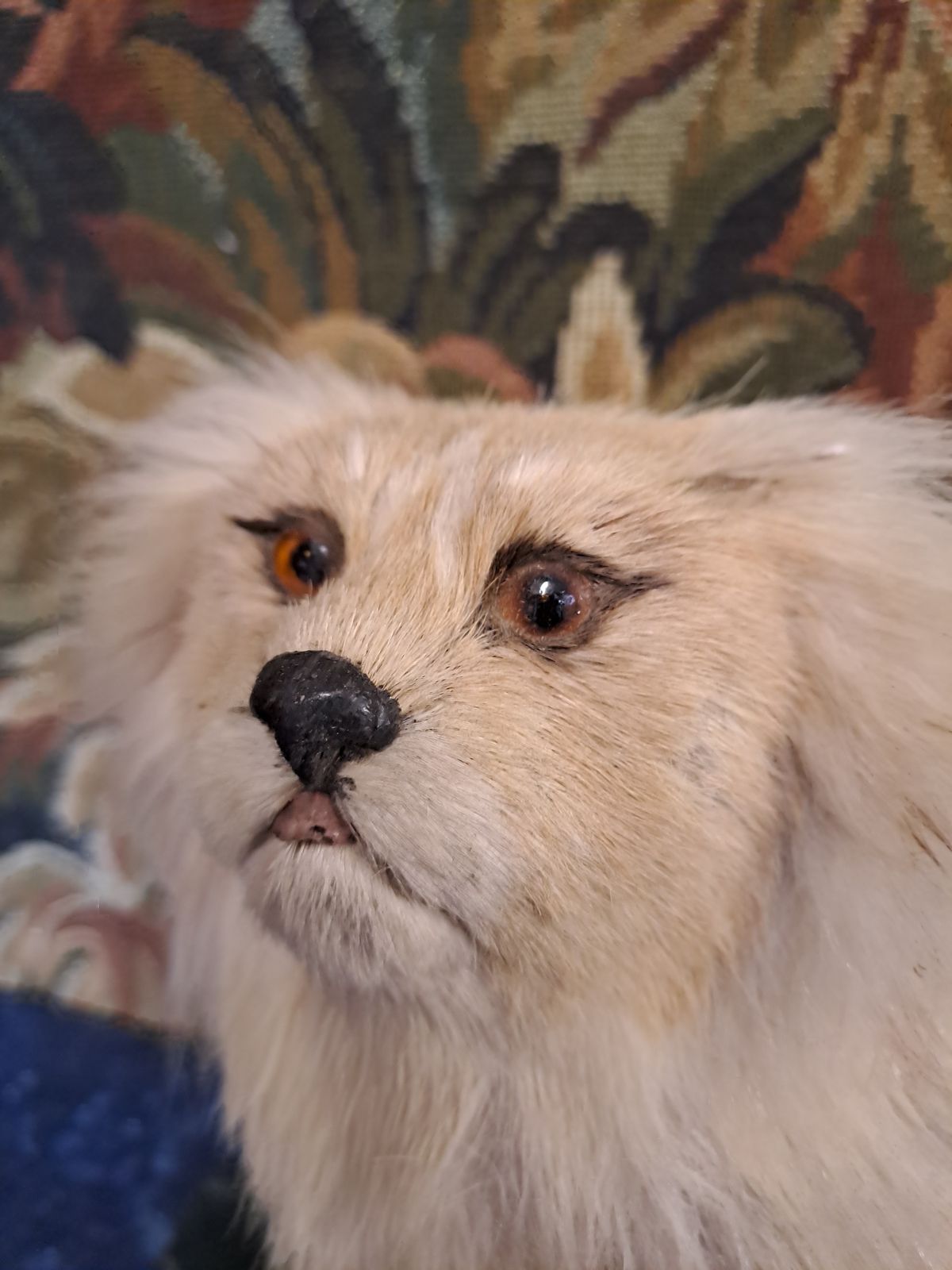 Antique Taxidermy Pekingese Dog photo vinterior