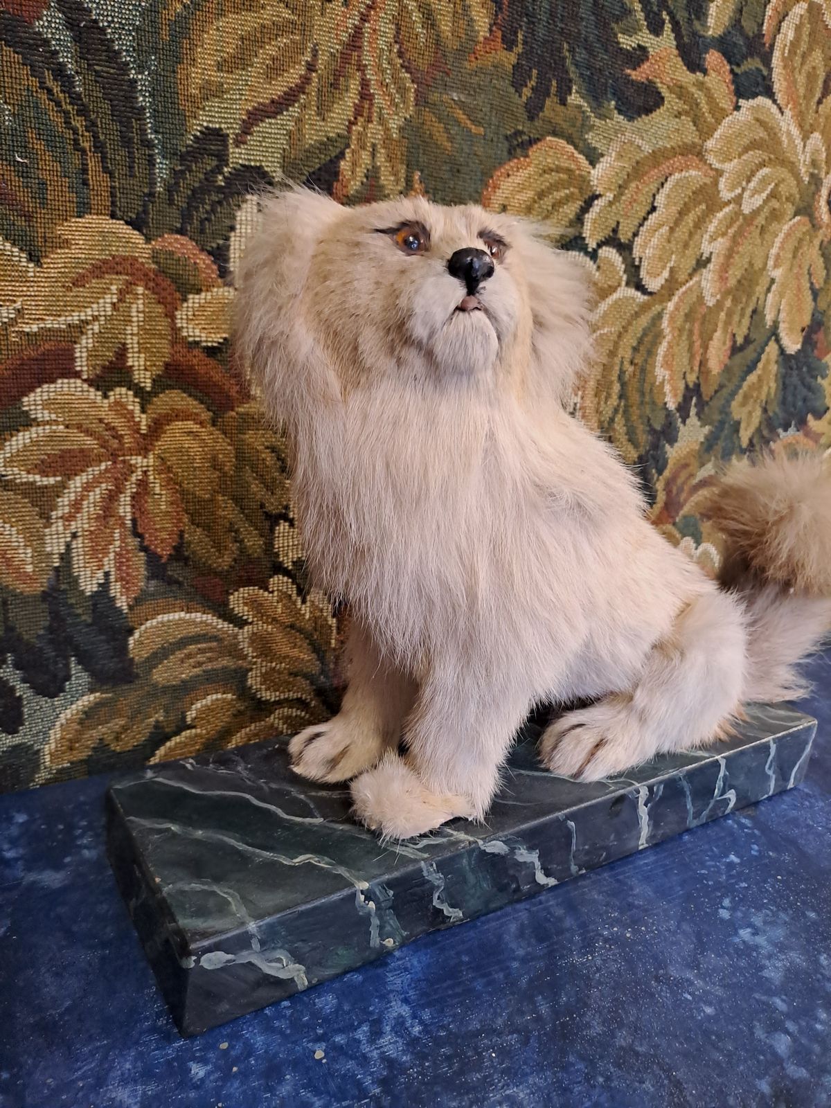 photo furniture Antique Taxidermy Pekingese Dog