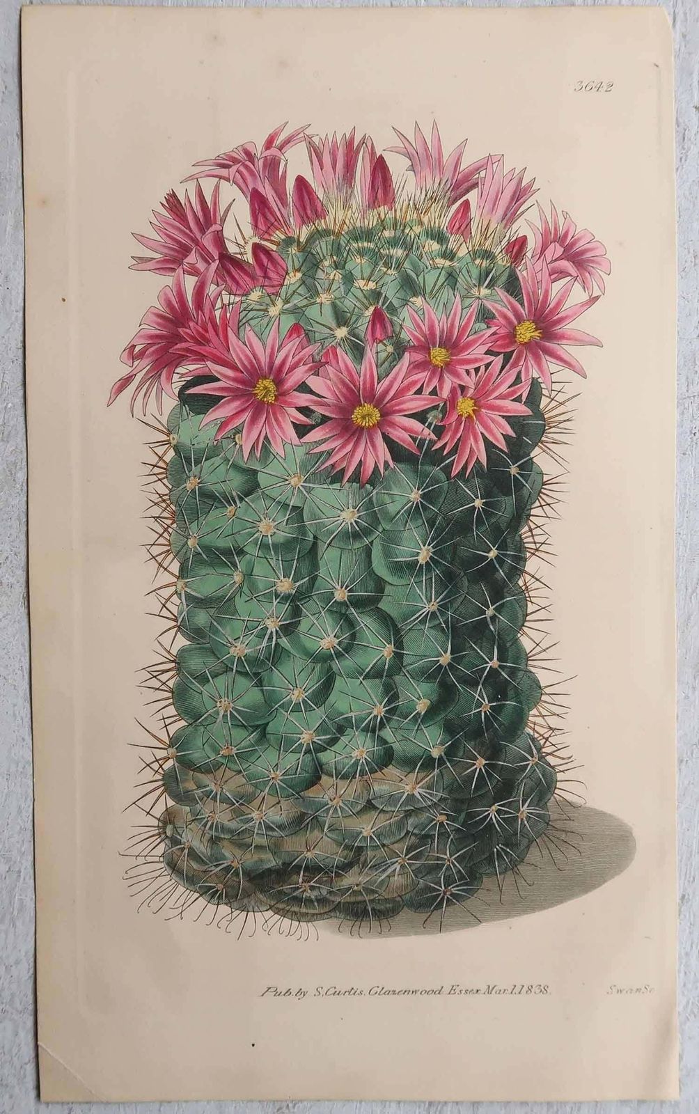 Set Of 8 Original Antique Botanical Prints  Cactus. Dated 1837 photo for sale