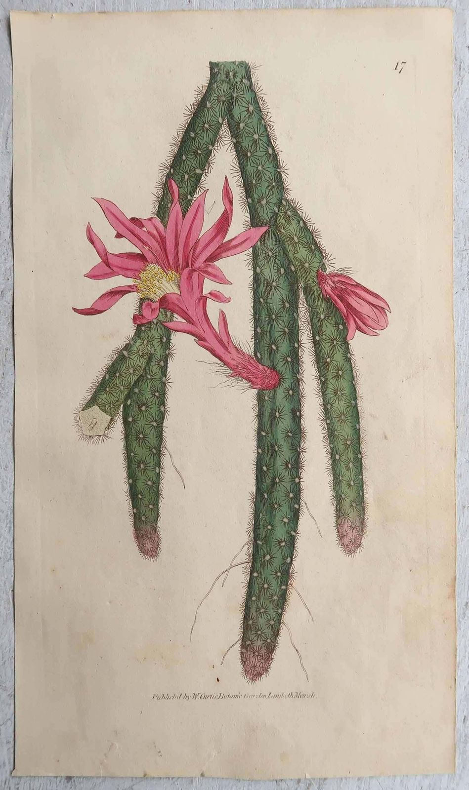 Set Of 8 Original Antique Botanical Prints  Cactus. Dated 1837 photo 480.0