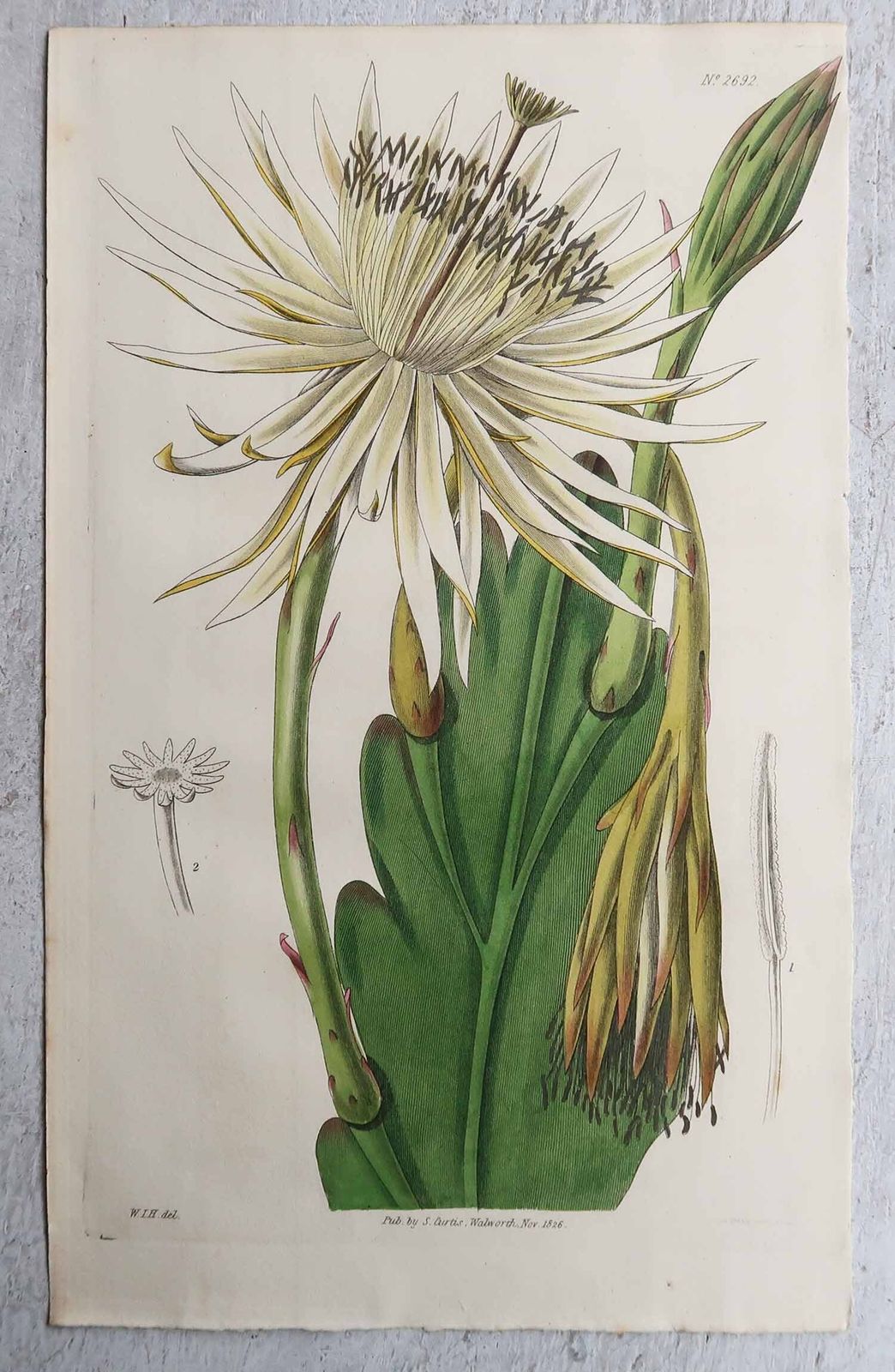 Pair Of Original Antique Prints Of Cactus. Dated 1826 photo furniture