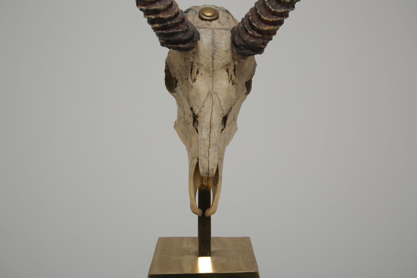 Taxidermy Study Of An African Gazelle With Antlers By Anthony Redmile, London, 1970s. photo furniture