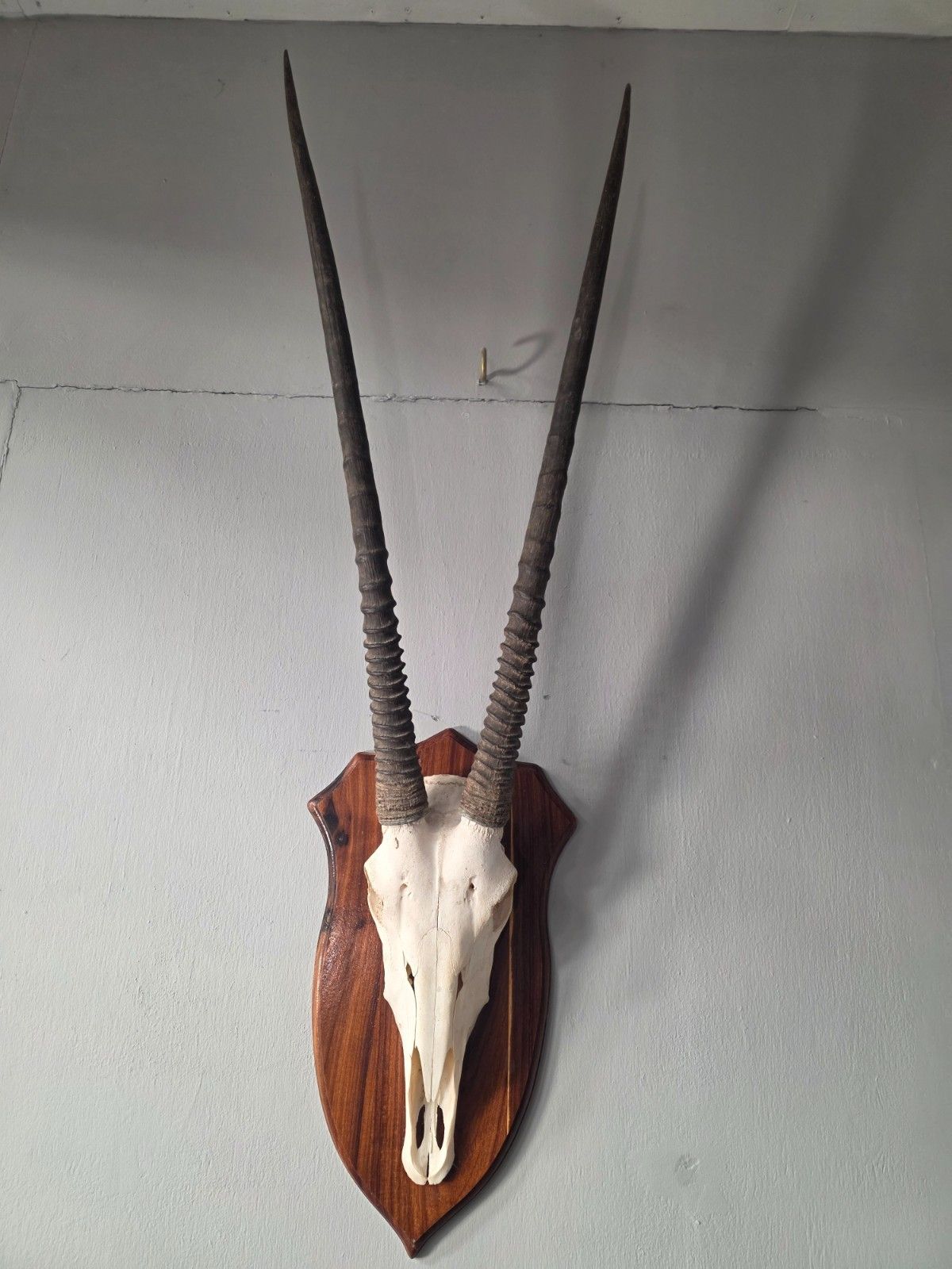 Nambian Oryx Skull And Horns Mounted On A Wood Shield photo for sale