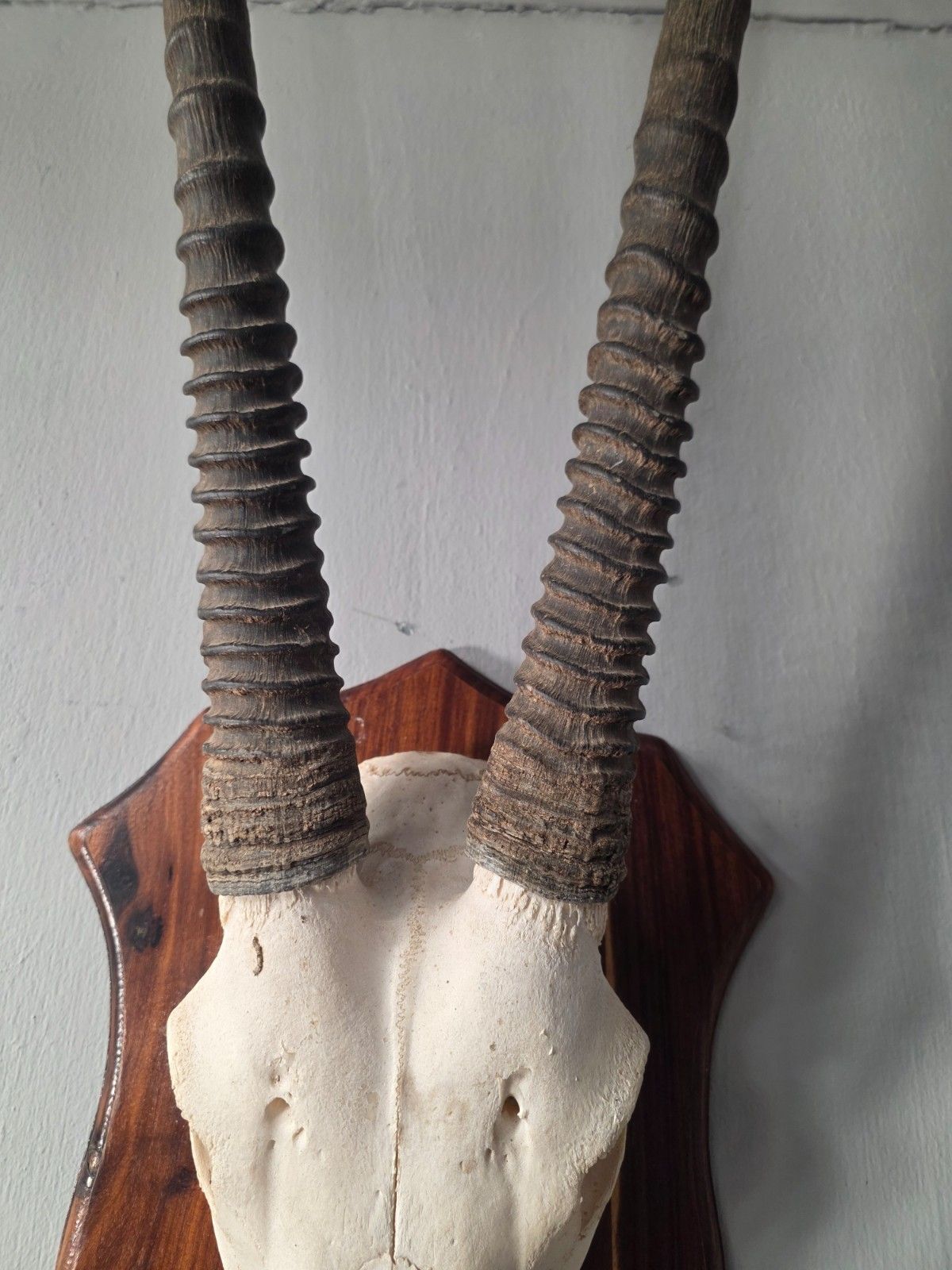 Nambian Oryx Skull And Horns Mounted On A Wood Shield photo vintage