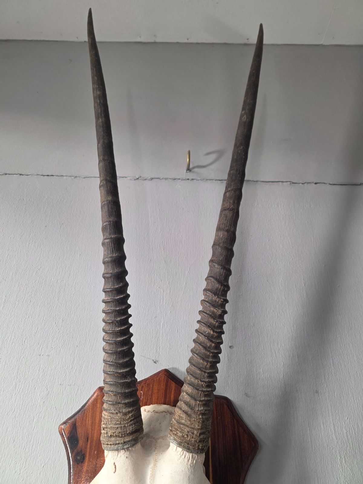 photo furniture Nambian Oryx Skull And Horns Mounted On A Wood Shield