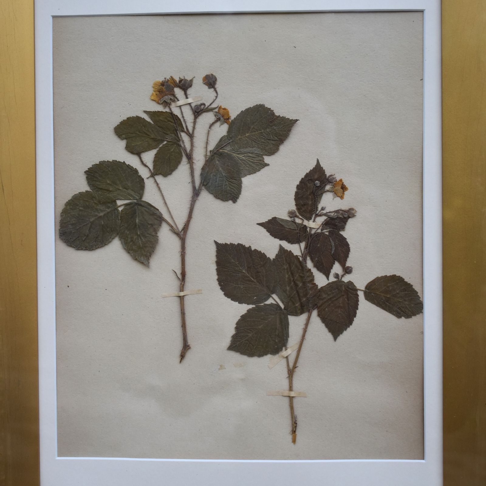 Antique 1885 Hand Collected Herbarium Botanical Specimen Gilt Frame Picture Art photo 125.0