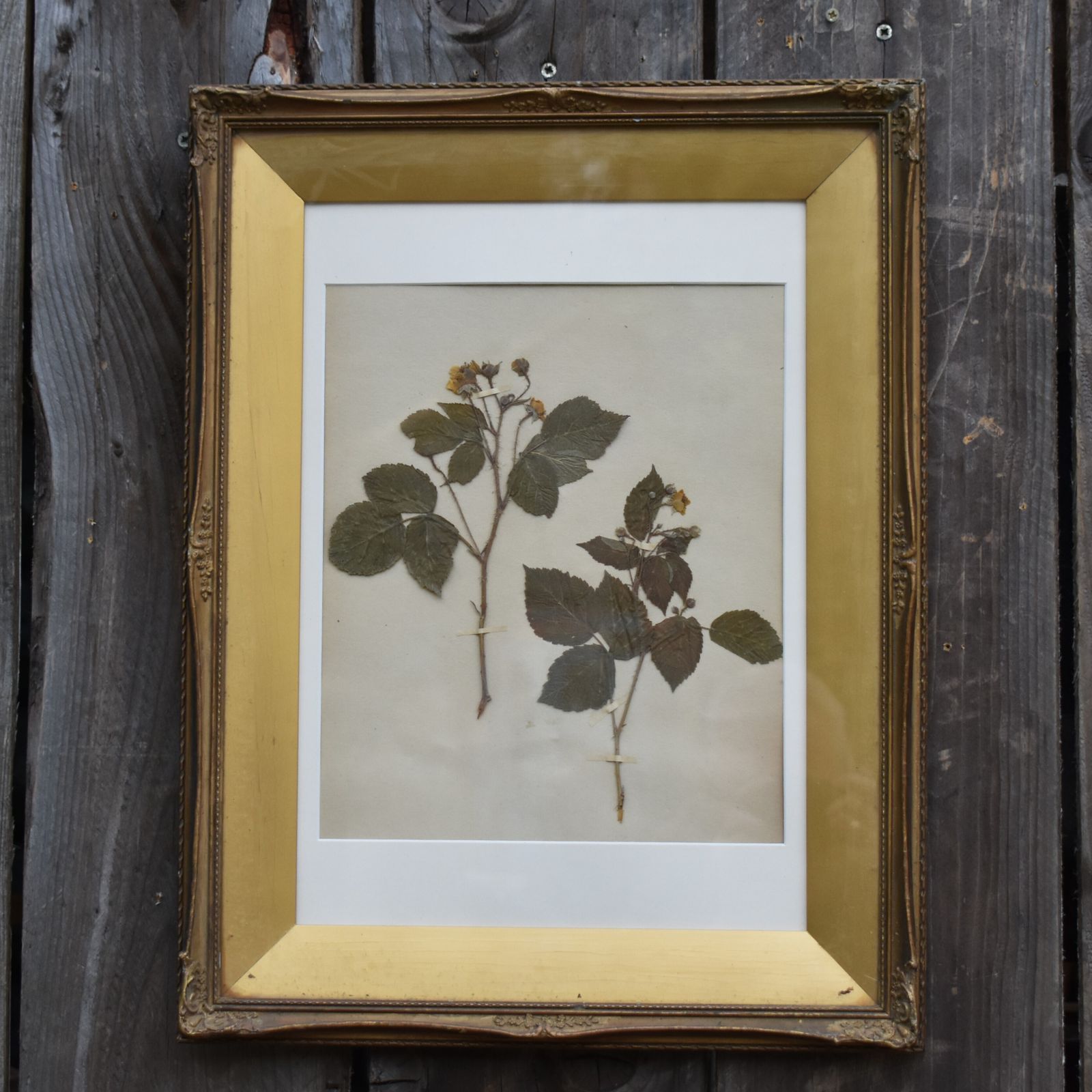 Antique 1885 Hand Collected Herbarium Botanical Specimen Gilt Frame Picture Art photo buy