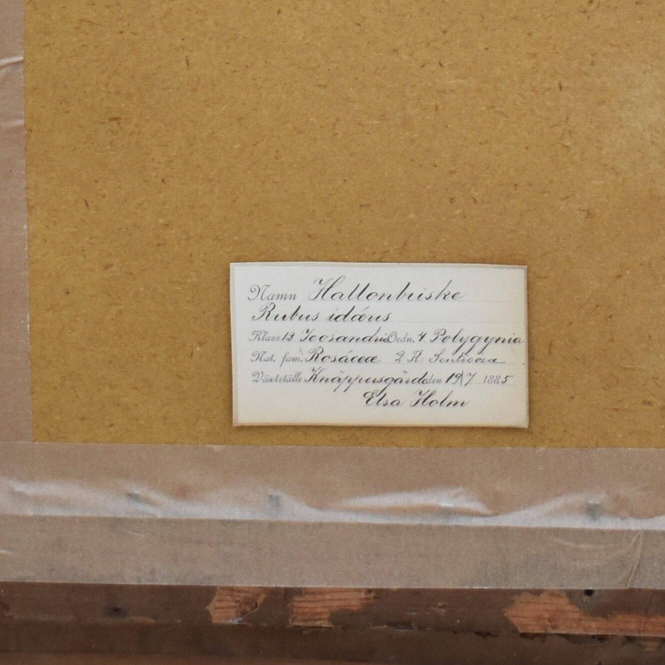 photo for sale Antique 1885 Hand Collected Herbarium Botanical Specimen Gilt Frame Picture Art