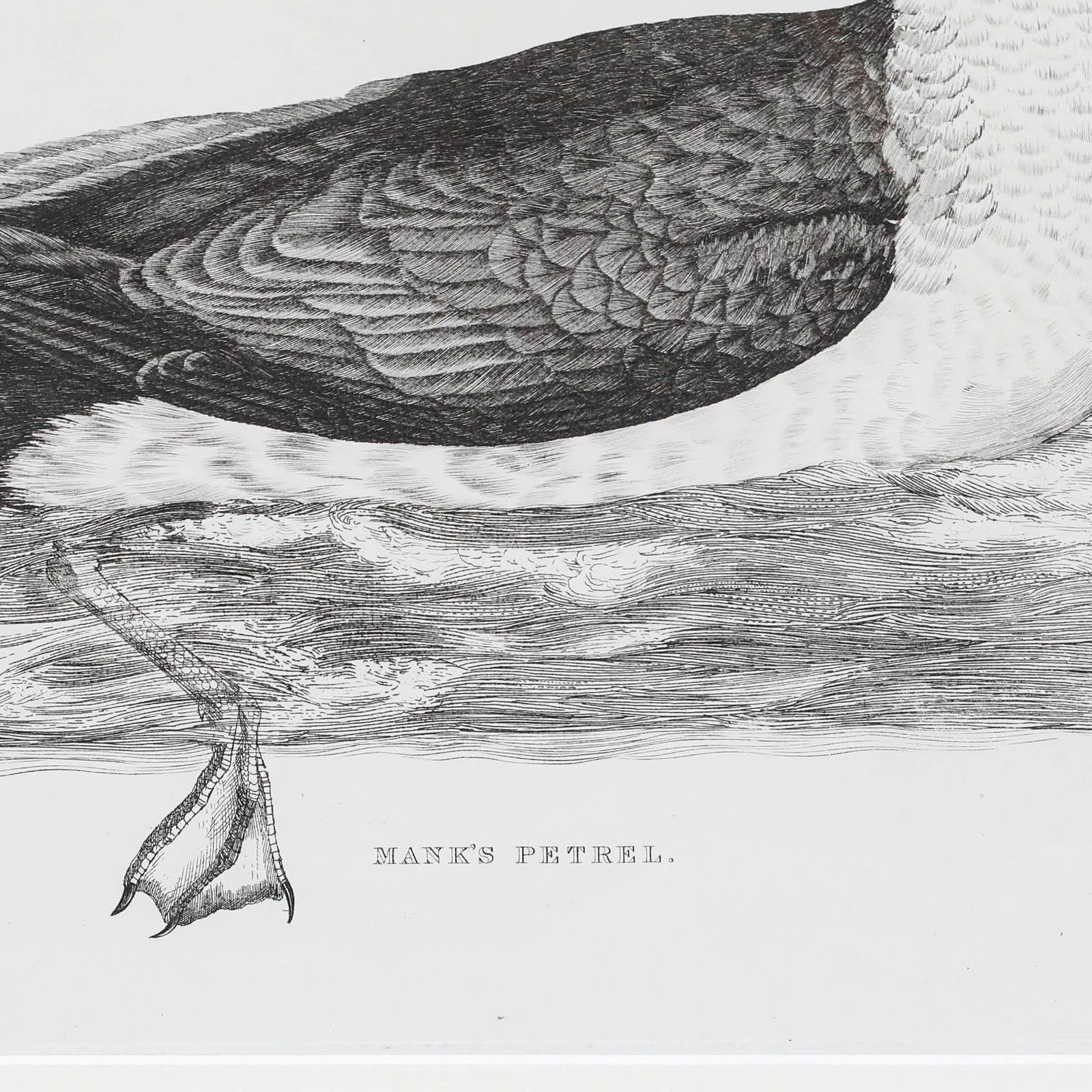 Prideaux John Selby (1788 1867) Early 20th Century Engraving, Manx's Petrel photo Art