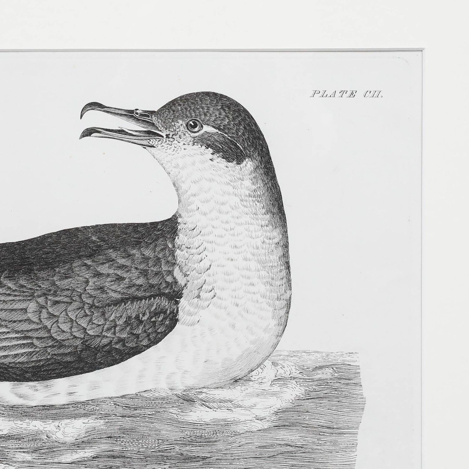 Prideaux John Selby (1788 1867) Early 20th Century Engraving, Manx's Petrel photo vinterior