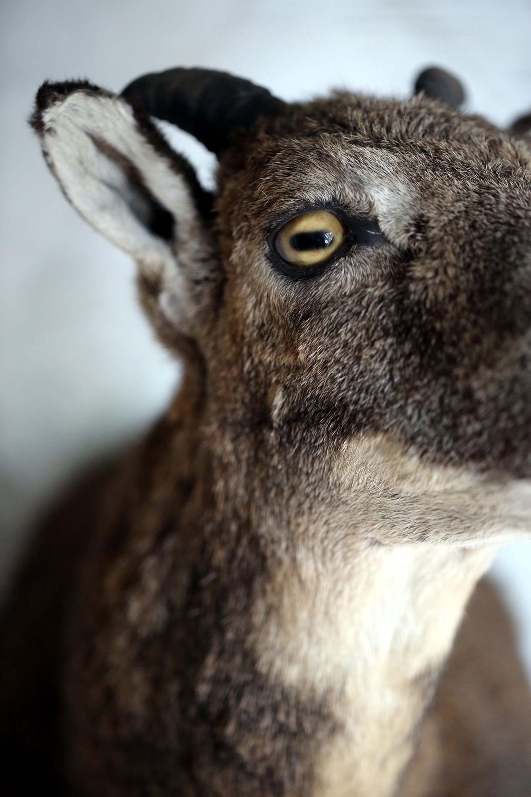 Large Adult Mouflon Head Female Wild Sheep Stuffed Vintage Taxidermy Mount Curiosity photo 341.0