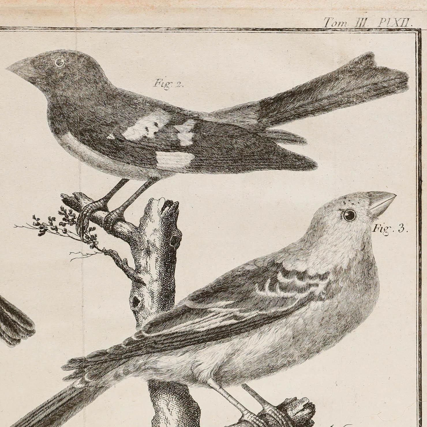 Francois Nicolas Martinet (1731 1804) 19th Century Engraving, Grosbeaks photo for sale