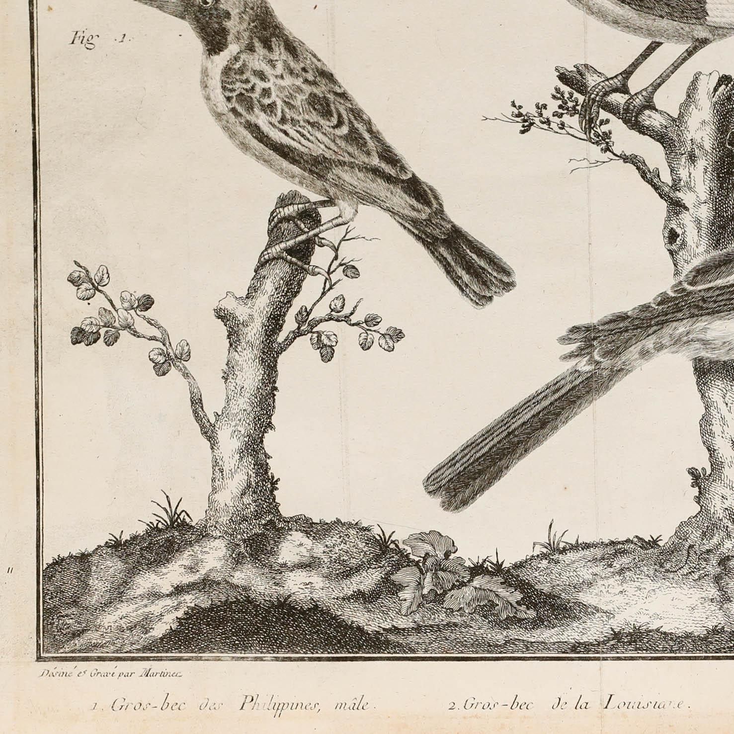Francois Nicolas Martinet (1731 1804) 19th Century Engraving, Grosbeaks photo Art