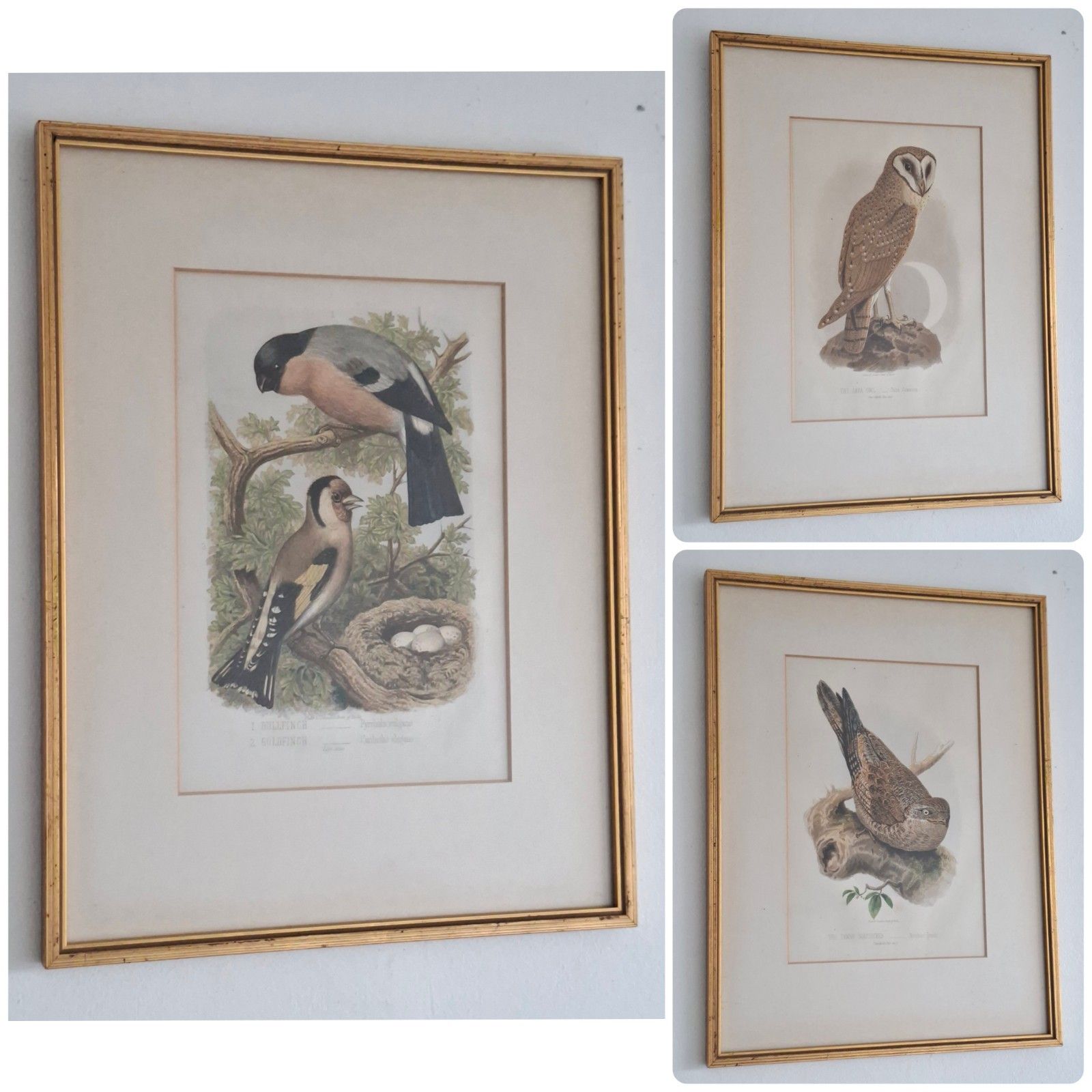 Original Coloured Lithograph Plates Cassells Book Of Birds Framed Trio Antique