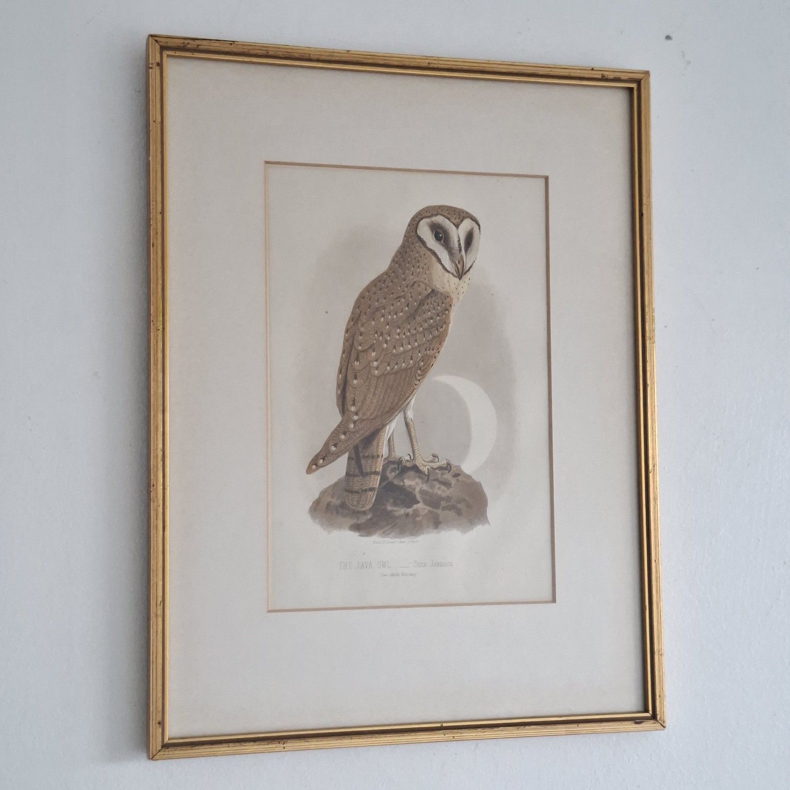 Original Coloured Lithograph Plates Cassells Book Of Birds Framed Trio Antique photo buy