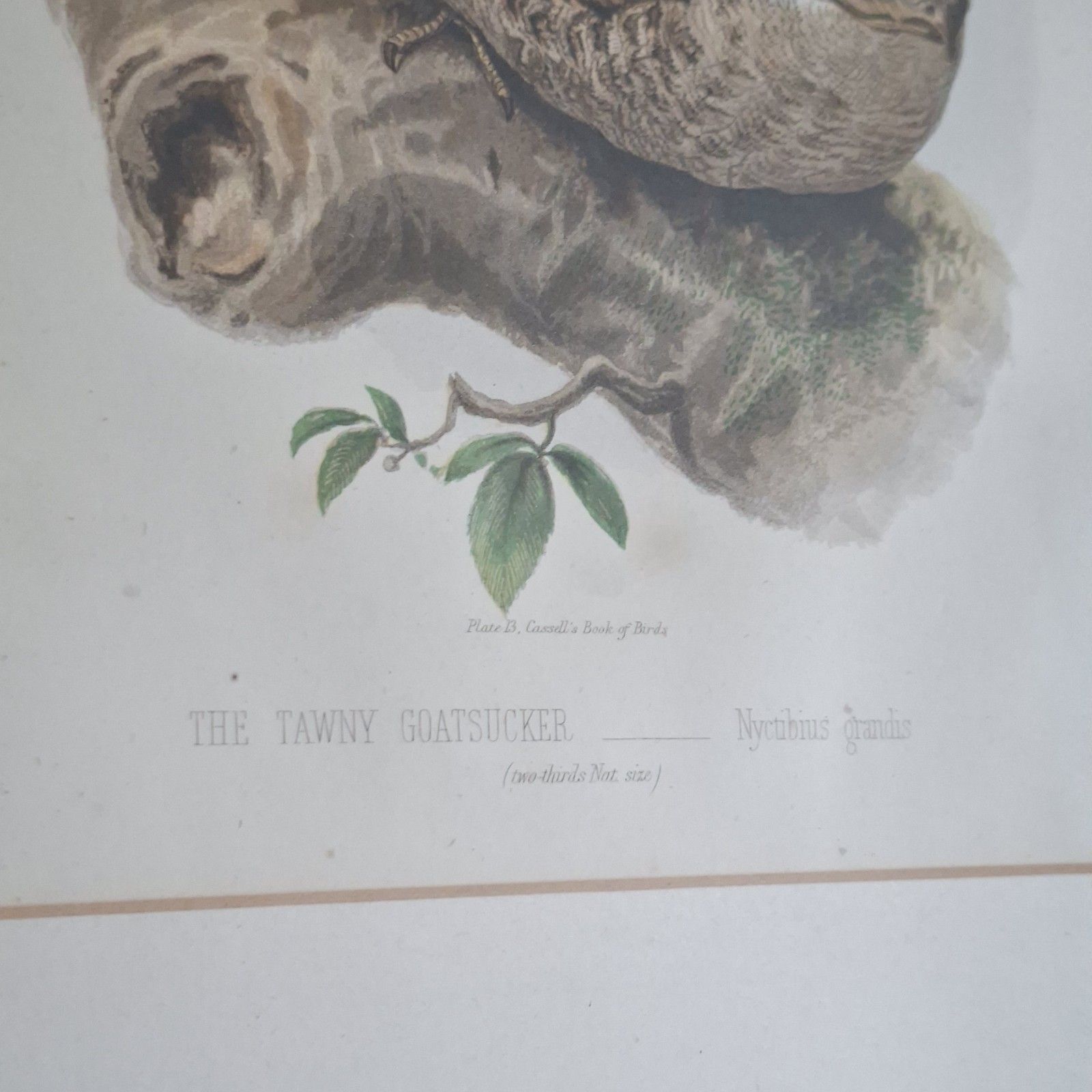 photo buy Original Coloured Lithograph Plates Cassells Book Of Birds Framed Trio Antique