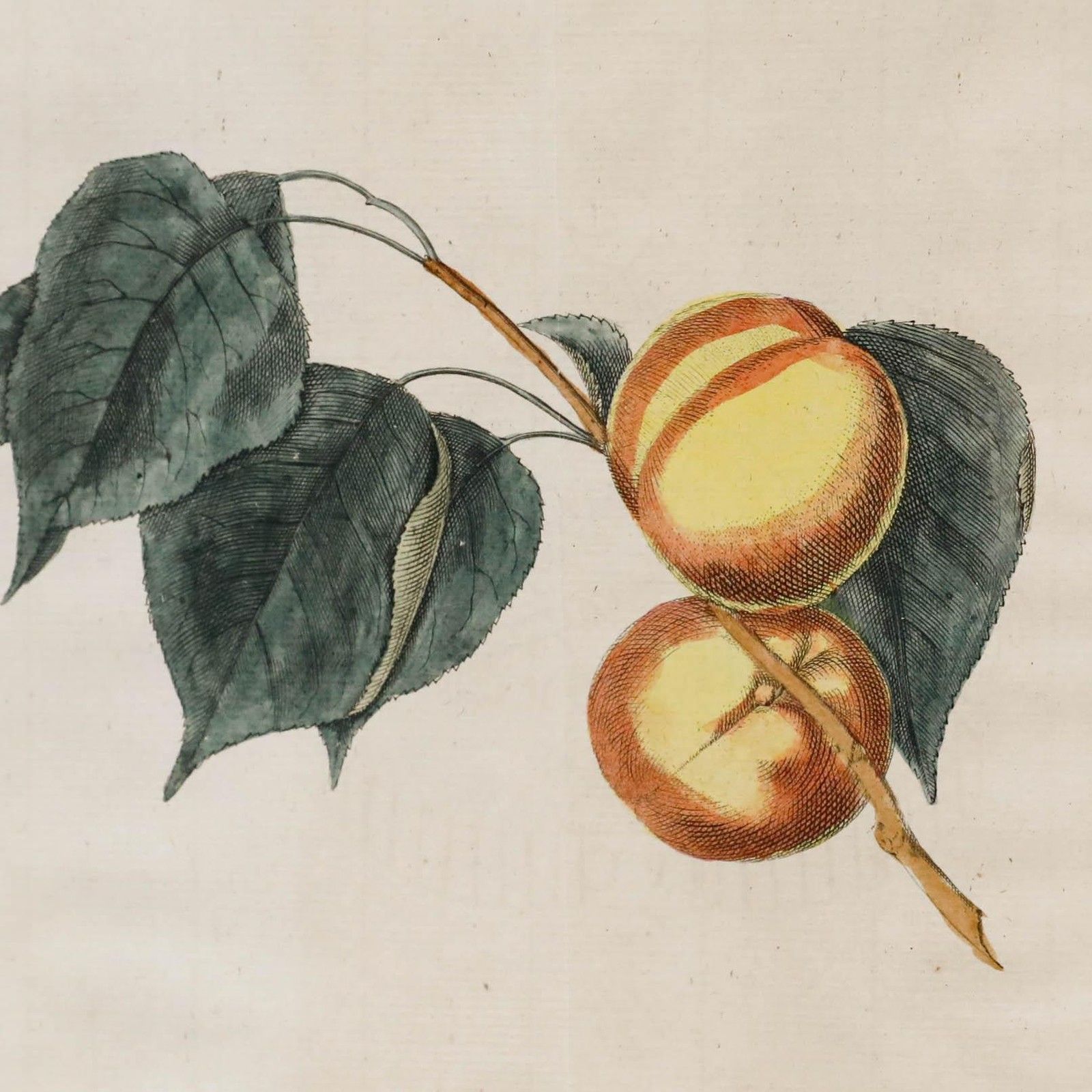 After Johann Hermann Knoop (1700 1769) 19th Century Engraving, Apricots photo Art