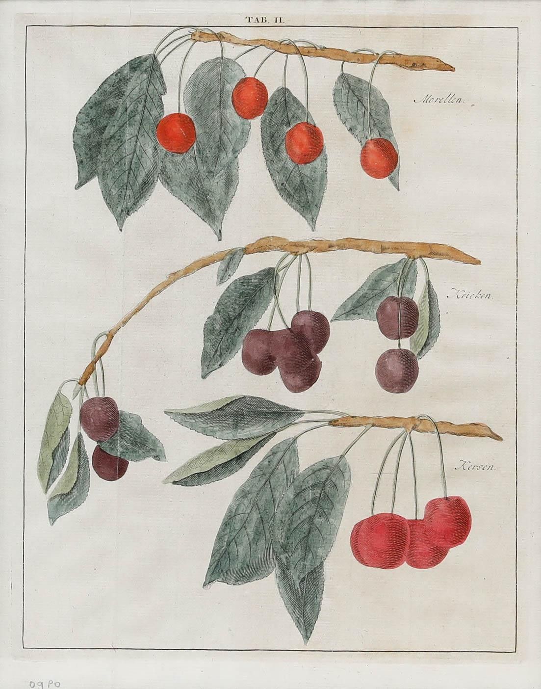 After Johann Hermann Knoop (1700 1769) 19th Century Engraving, Cherries photo furniture