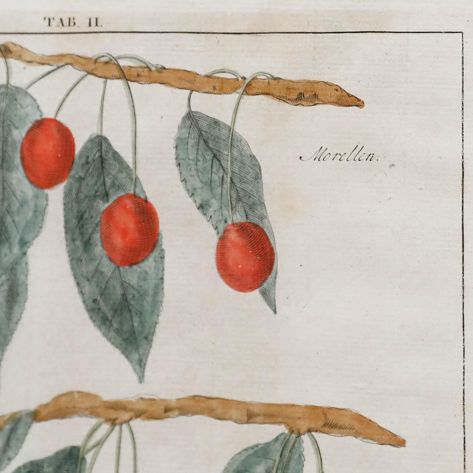 After Johann Hermann Knoop (1700 1769) 19th Century Engraving, Cherries photo Art