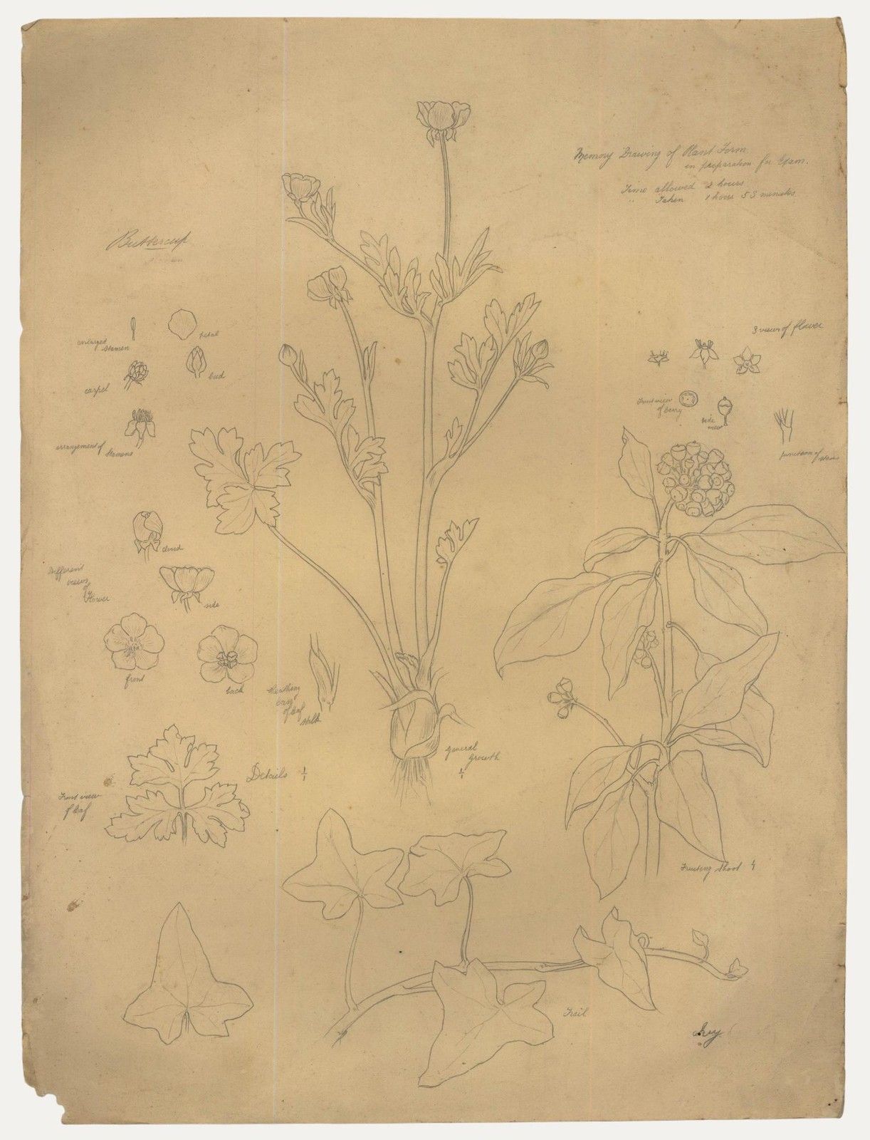 William H. Ladd Early 20th Century Graphite Drawing, Spring Botanical Studies