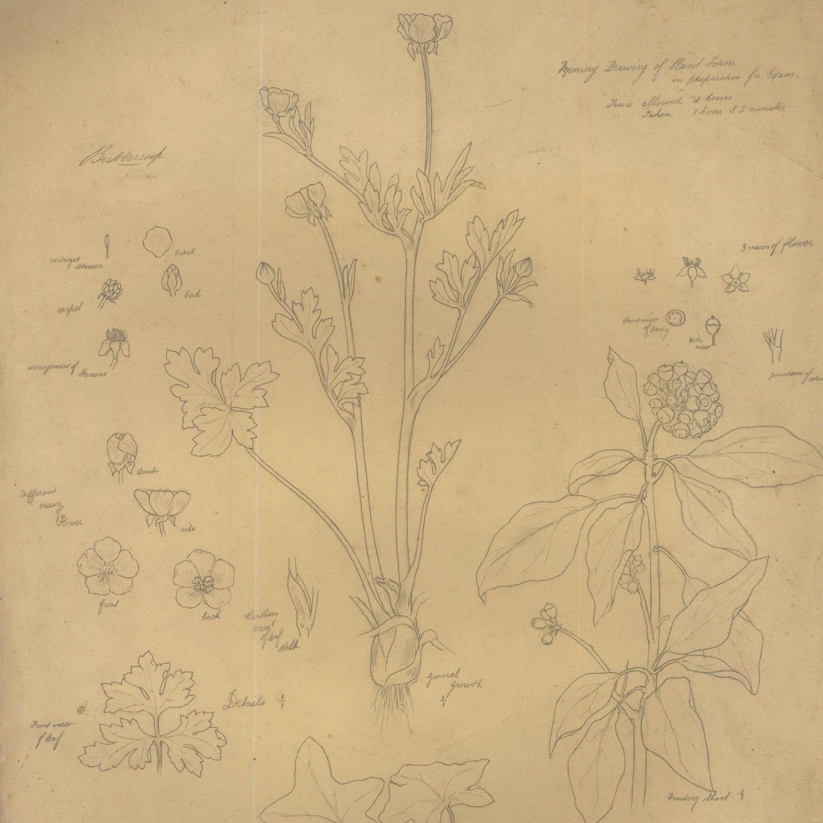 William H. Ladd Early 20th Century Graphite Drawing, Spring Botanical Studies photo for sale