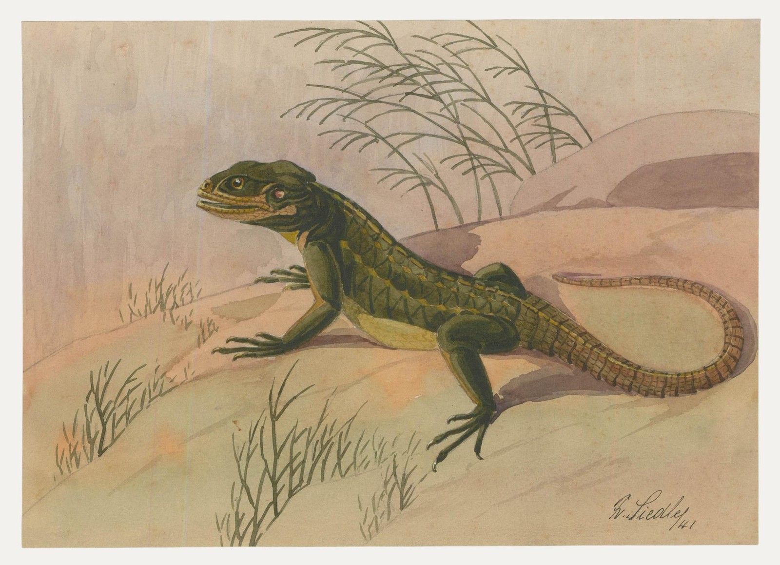 Fr. Siedler Mid 20th Century Watercolour, Agamid Lizard