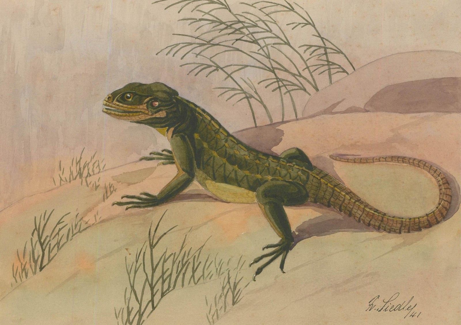 Fr. Siedler Mid 20th Century Watercolour, Agamid Lizard photo furniture