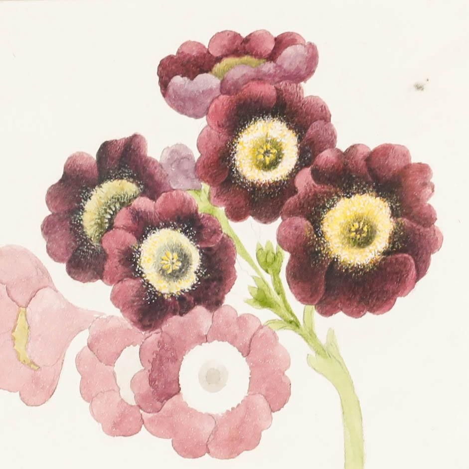 Sophia Katherine Charleton (1789 1844) Watercolour, Primulas photo Art