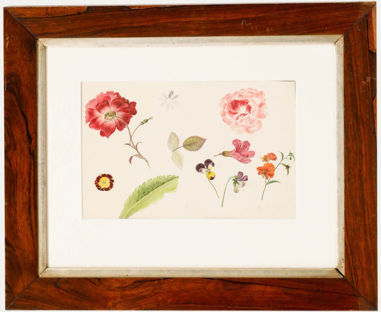 Sophia Katherine Charleton (1789 1844) Watercolour, Anemone And Rose