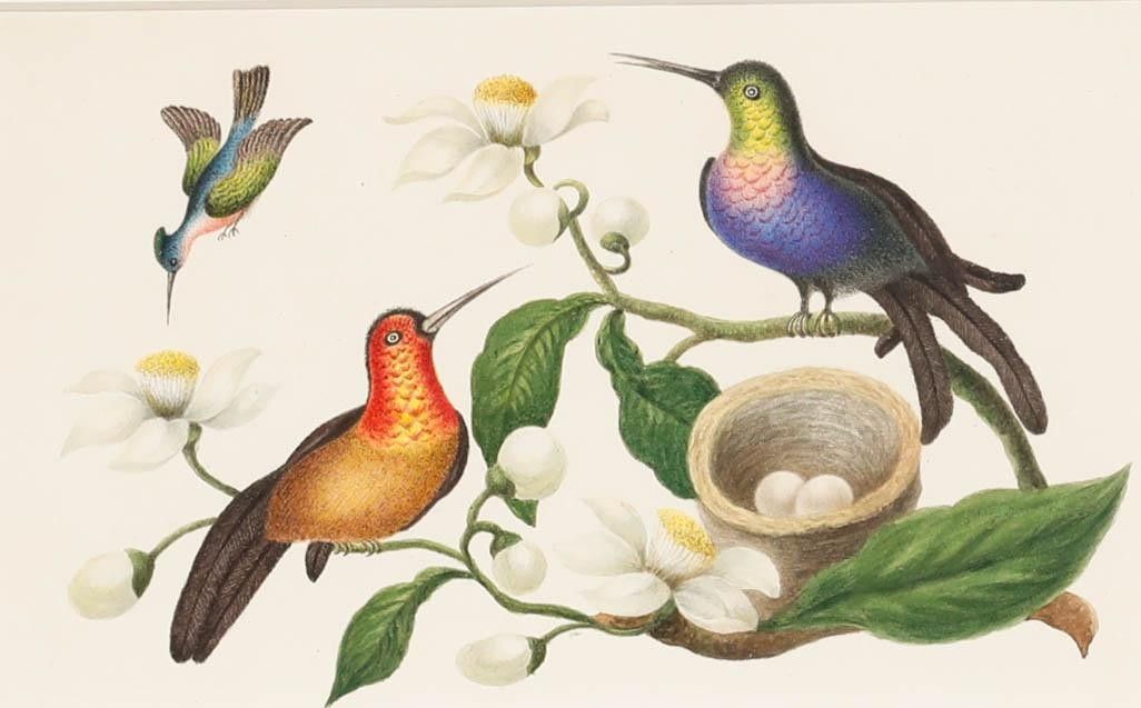 Sophia Katherine Charleton (1789 1844) Watercolour, Hummingbirds photo furniture