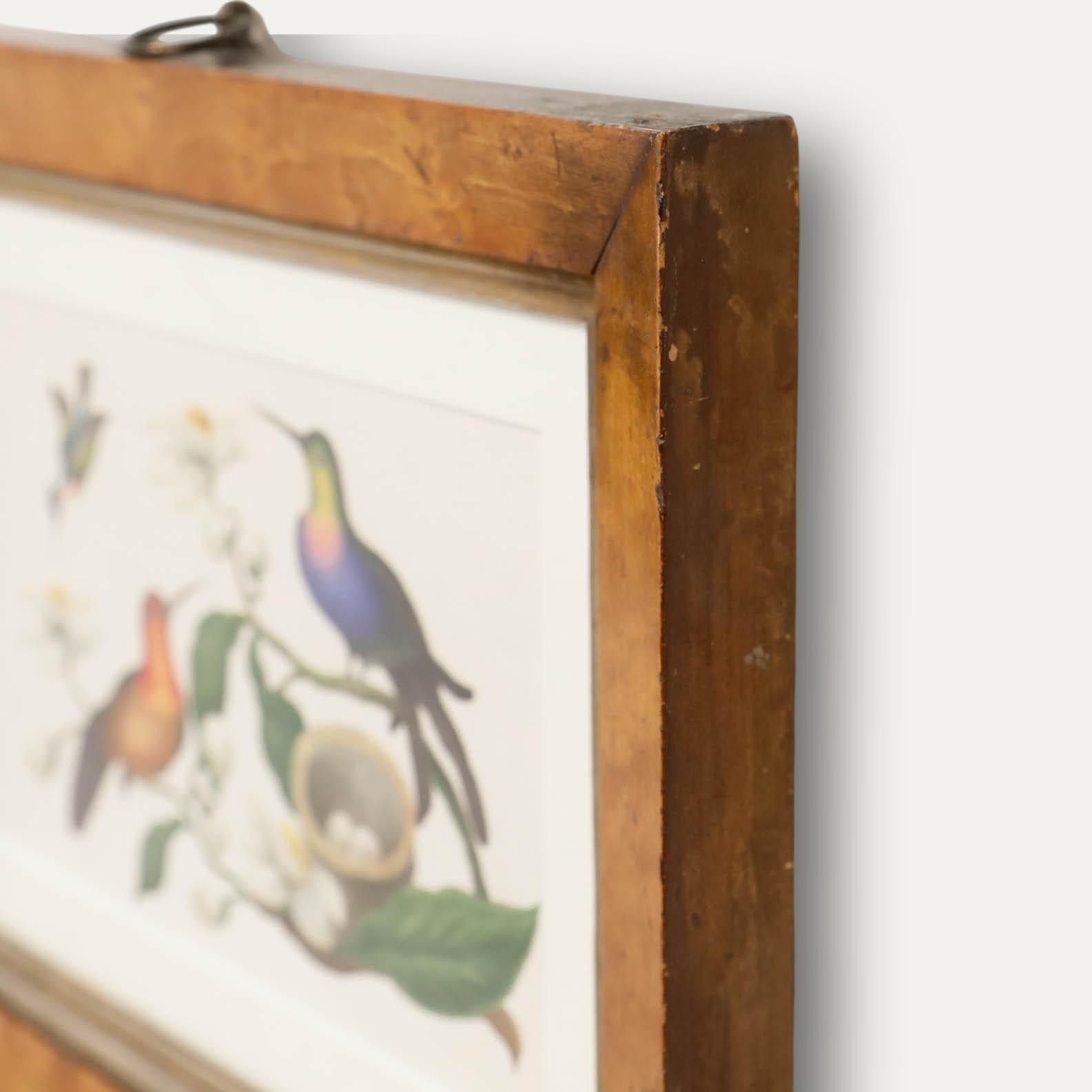 Sophia Katherine Charleton (1789 1844) Watercolour, Hummingbirds photo 325.0