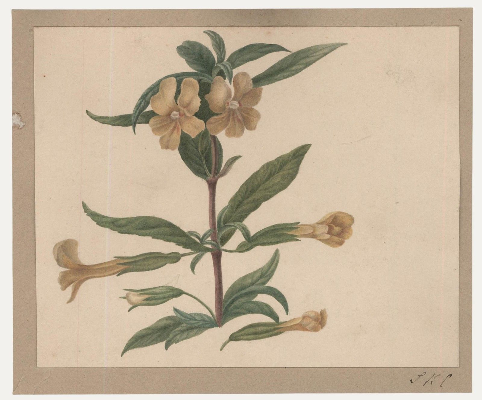 Sophia Katherine Charleton (1789 1844) Watercolour, Diplacus Aurantiacus
