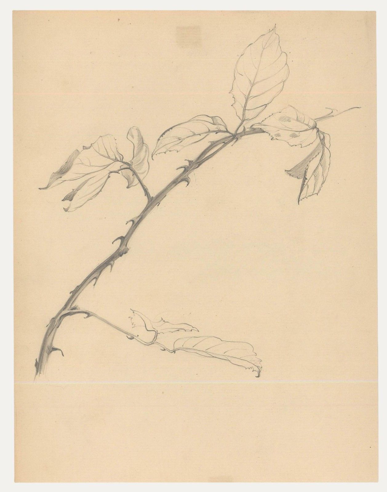 Attrib. John Cluysenaar (1899 1986) Graphite Drawing, Study Of Beech Leaves