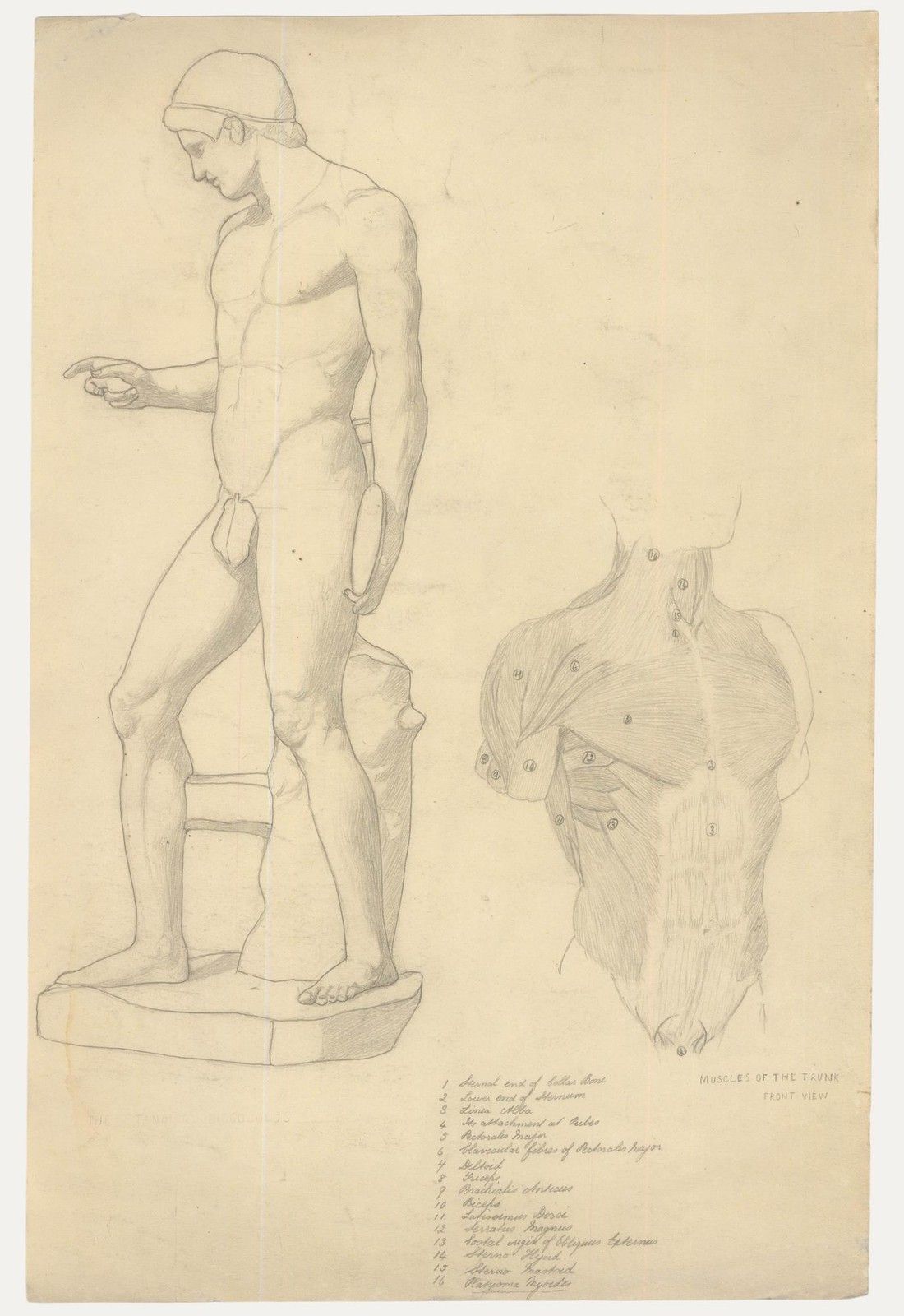 William Henry Ladd Early 20th Century Graphite Drawing, Muscles Of The Torso