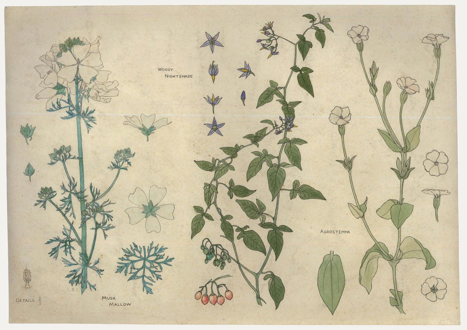 William Henry Ladd Early 20th Century Watercolour, Native Species