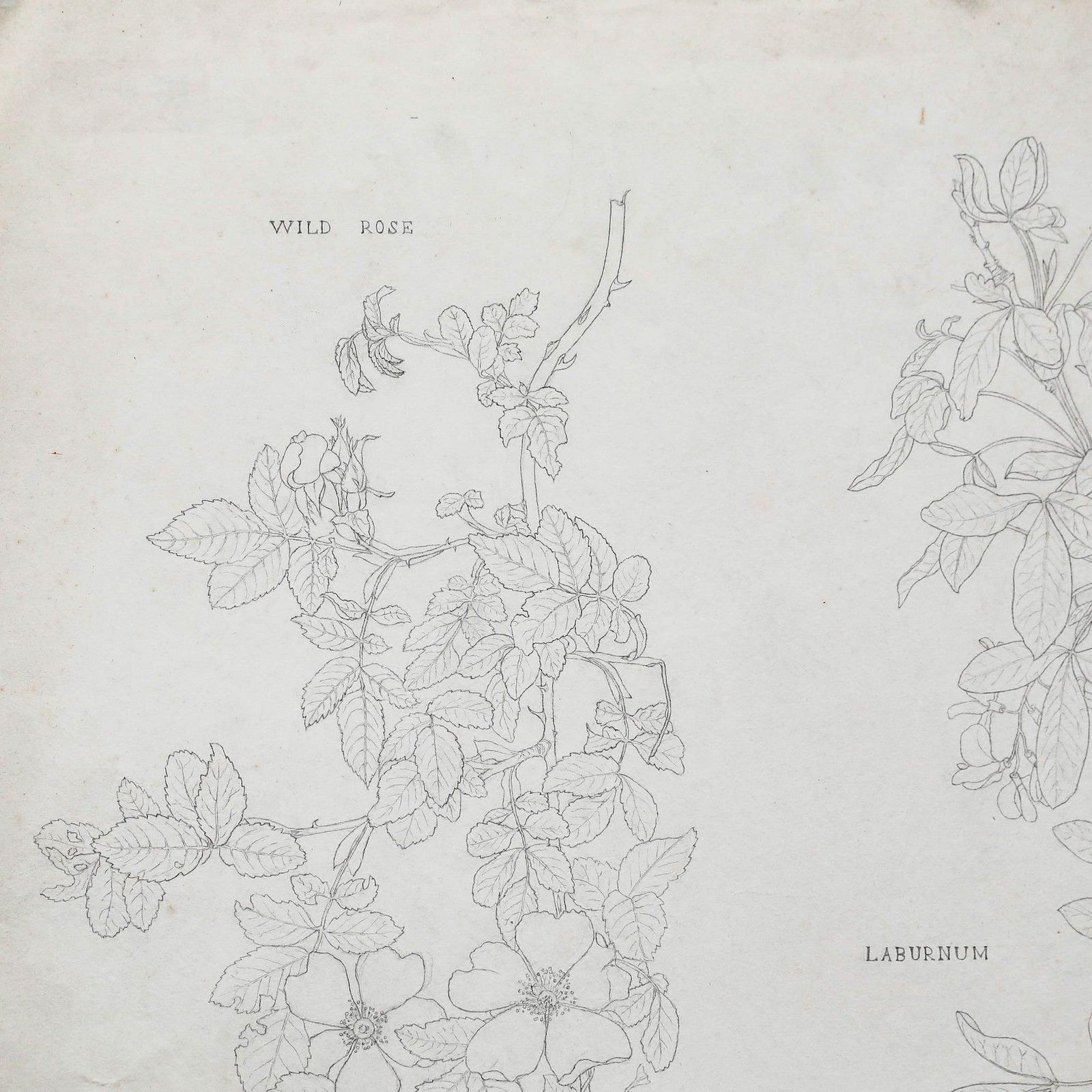 William Henry Ladd Early 20th Century Graphite Drawing, Botanical Forms photo for sale