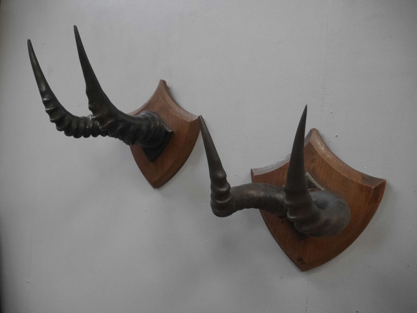 Pair Of Taxidermy Western Hartebeest Horns photo 495.0