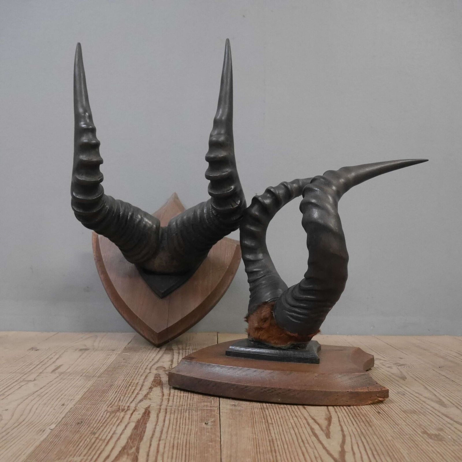 photo furniture Pair Of Taxidermy Western Hartebeest Horns