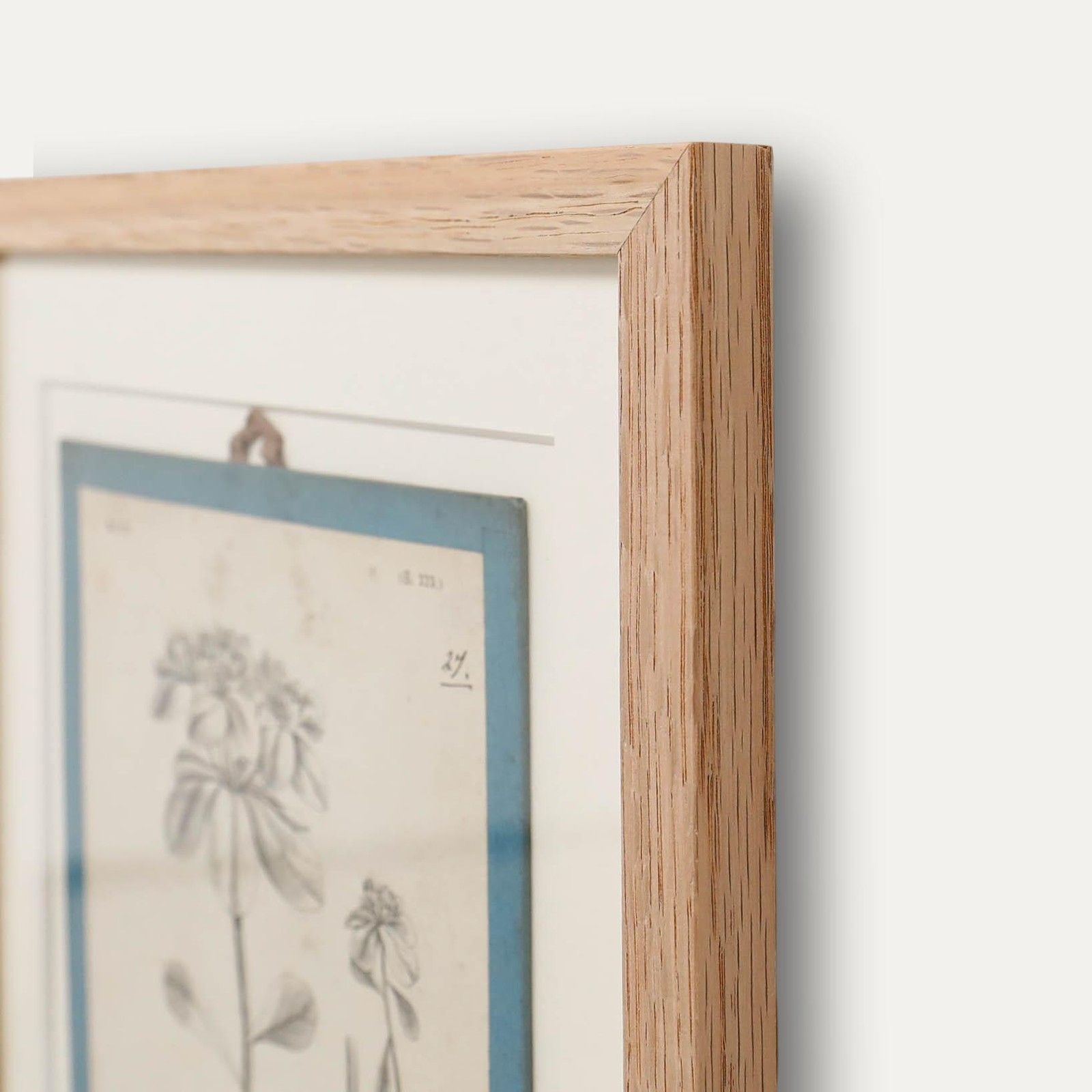 Native Flora Of Europe Framed 19th Century Lithograph, Euphorbia Helioscopia photo 100.0