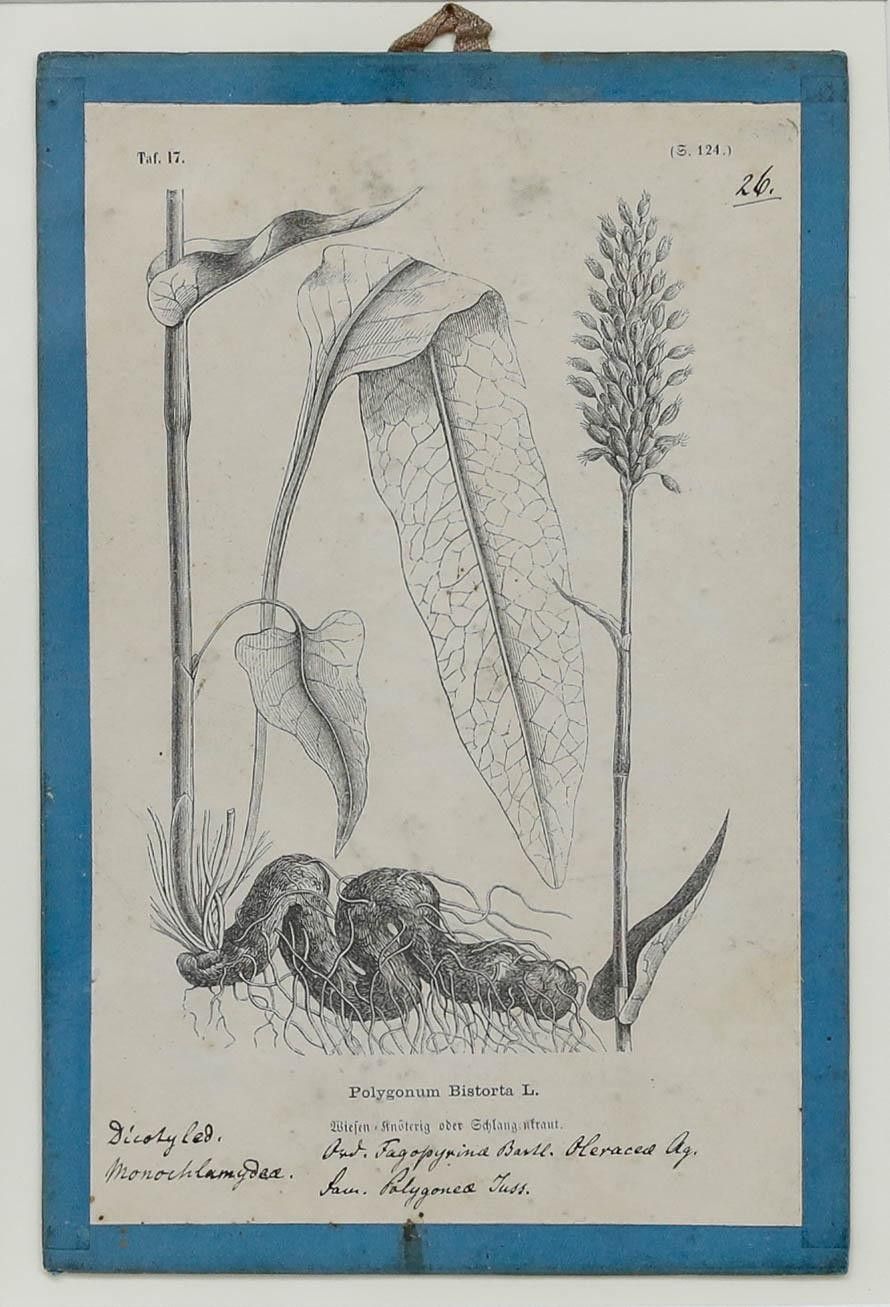 Native Flora Of Europe Framed 19th Century Lithograph, Polygonum Bistorta photo furniture